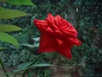 Rosenwasser - La vie en rose